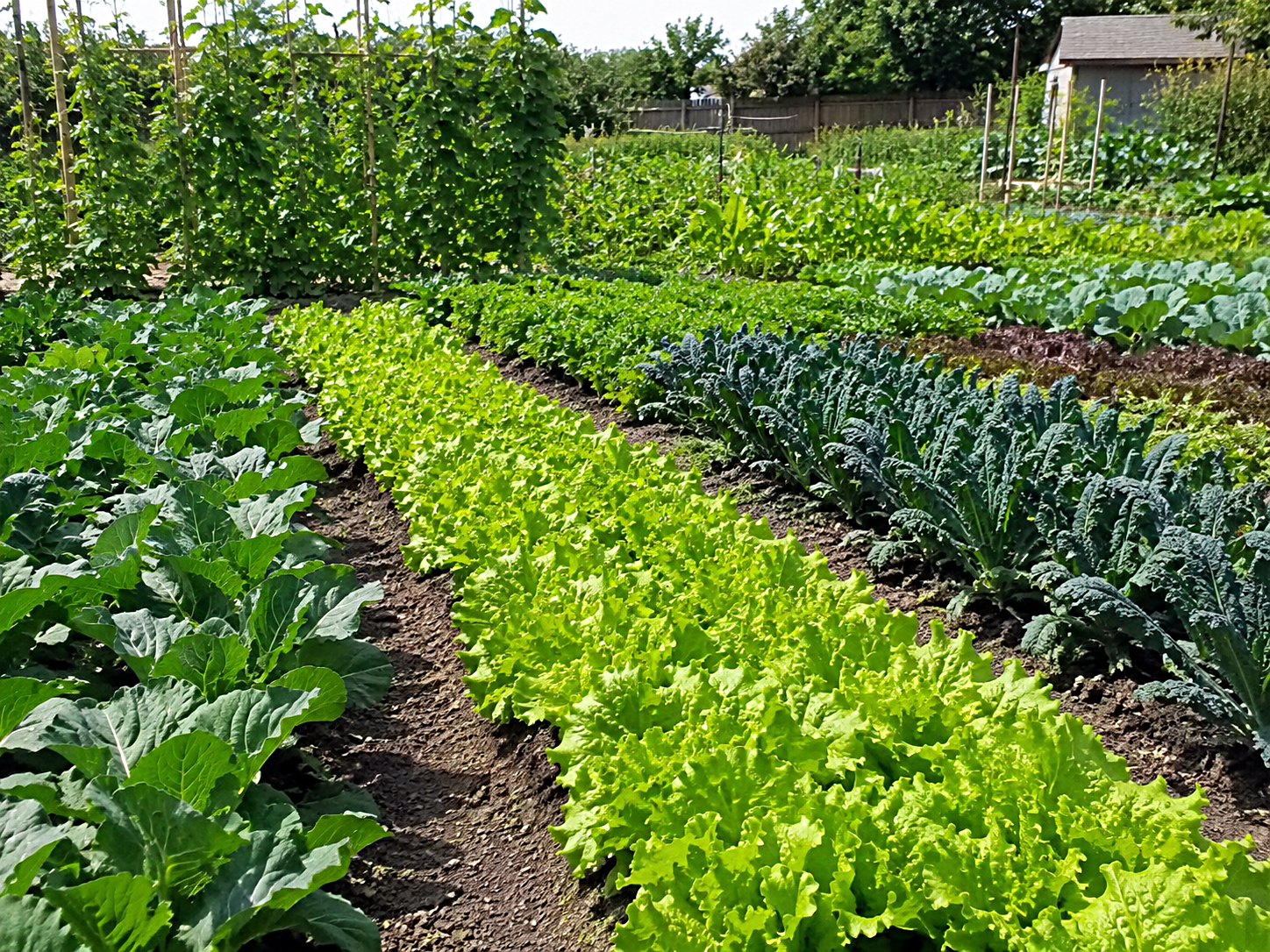 A productive in-ground vegetable garden with rows of crops