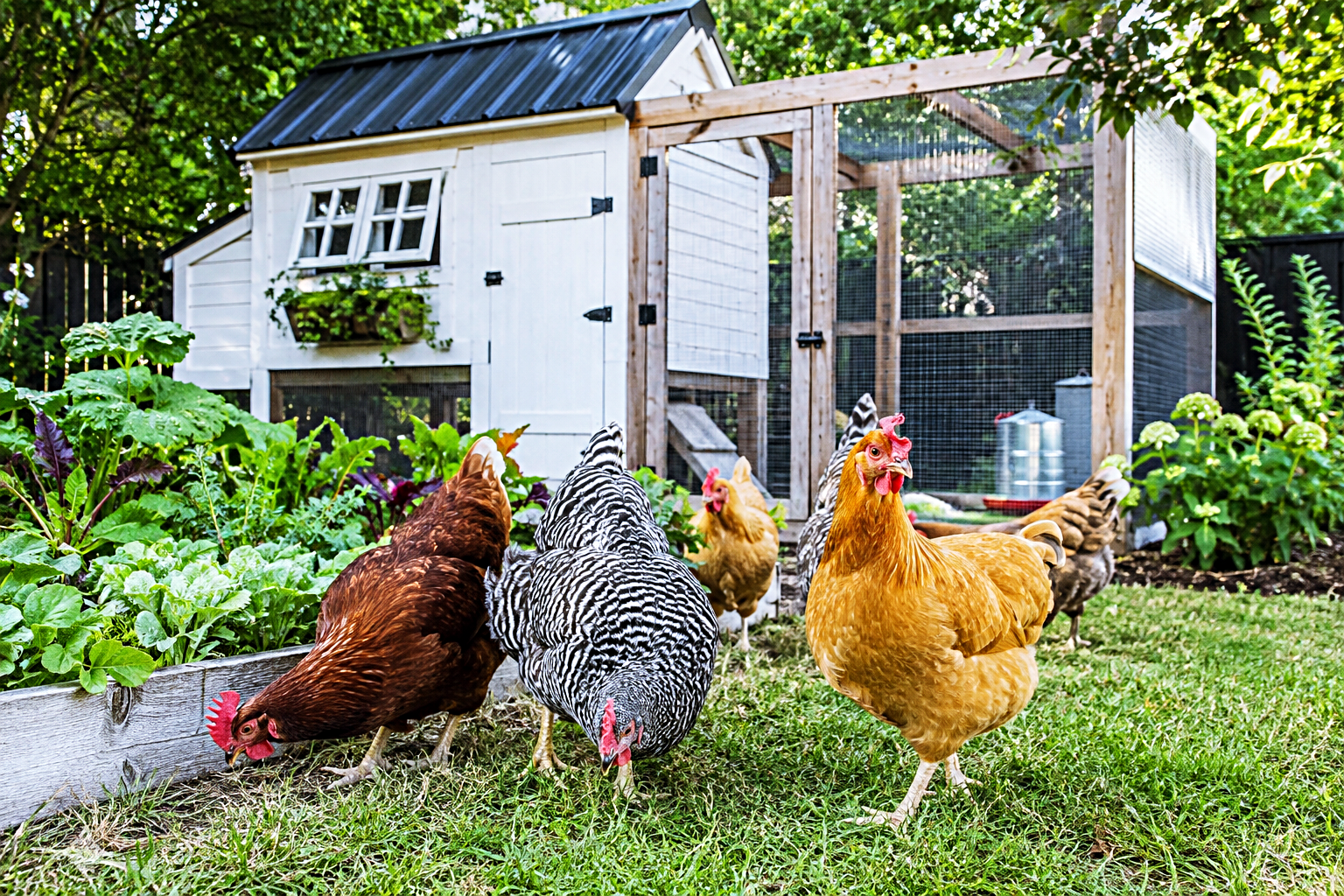 Healthy backyard hens near a secure coop and green garden