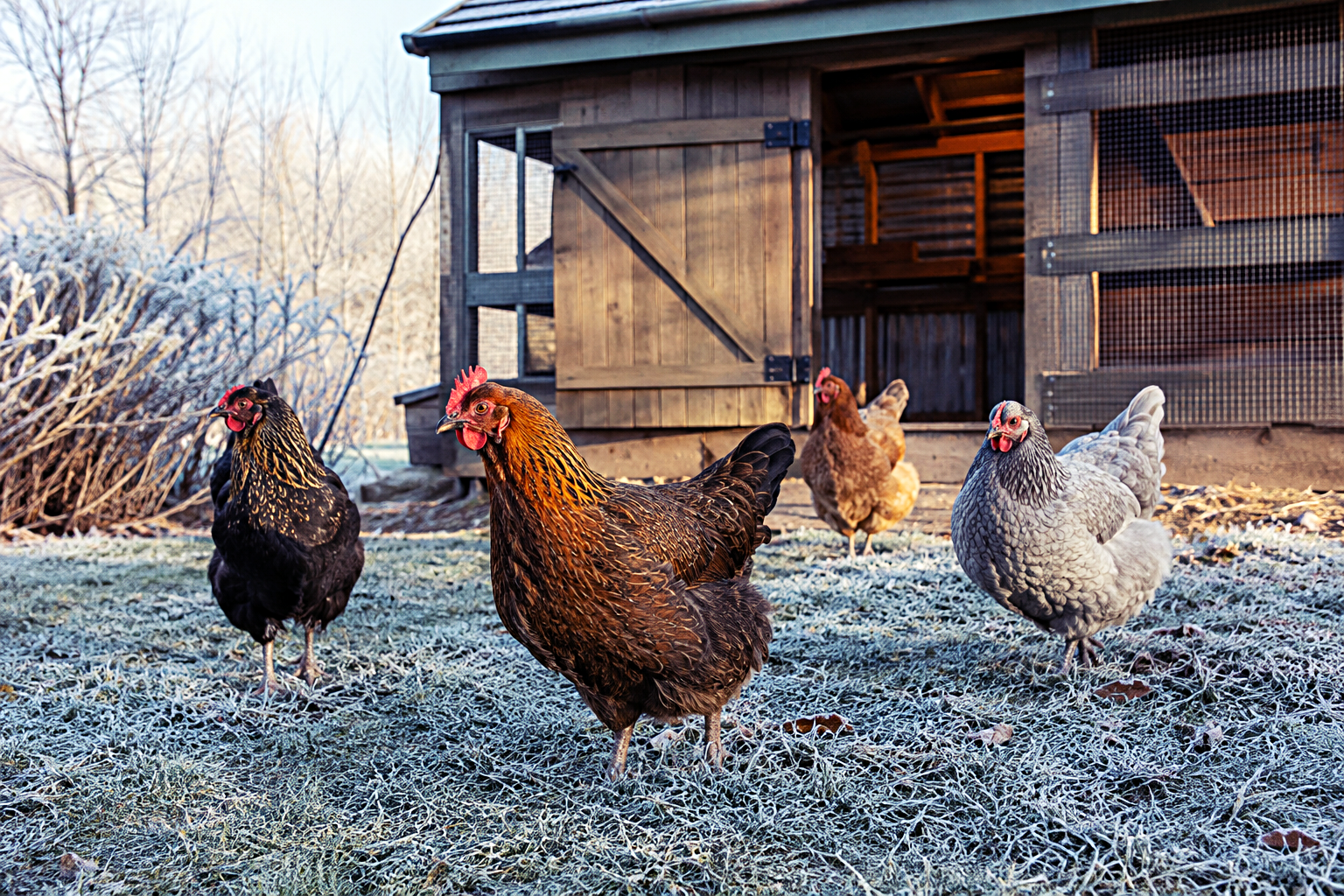 Cold-hardy hens outside a secure coop in cool weather