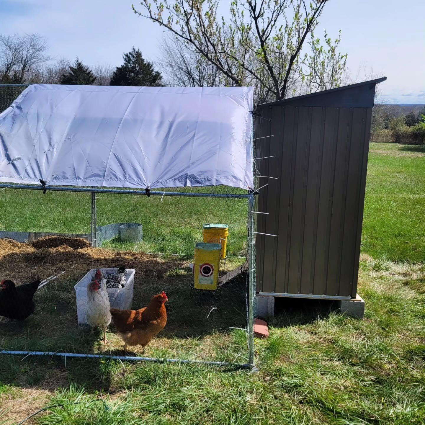 Finished coop interior with wood roosts and straw bedding