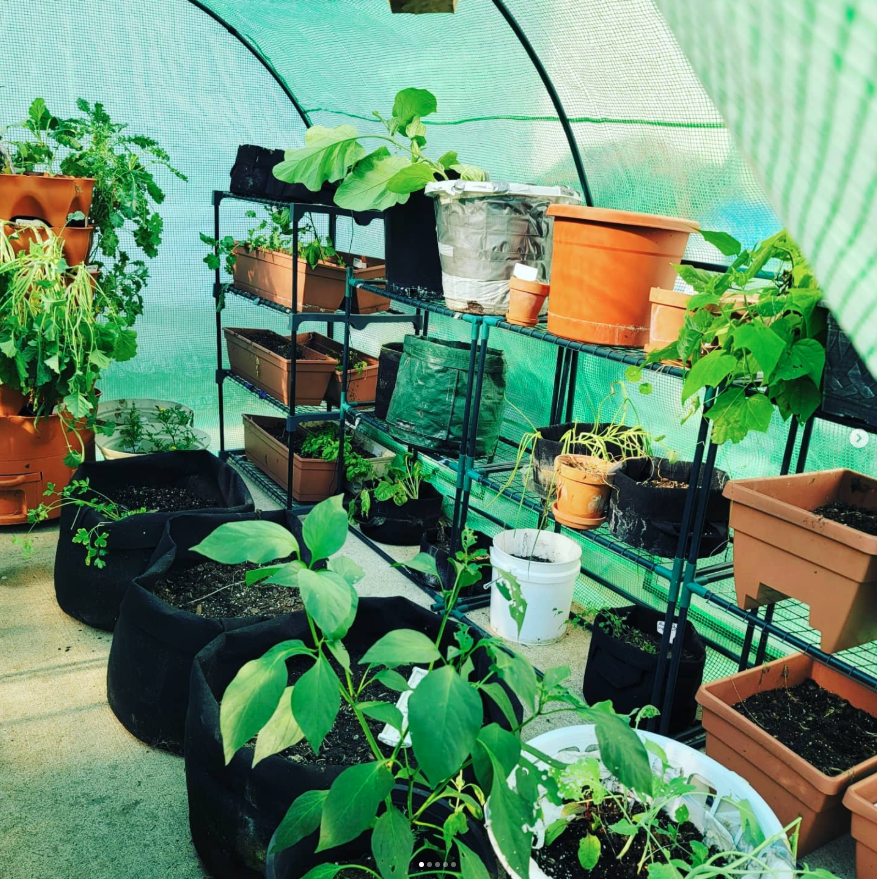 Interior of walk-in greenhouse with shelving, pots and grow bags