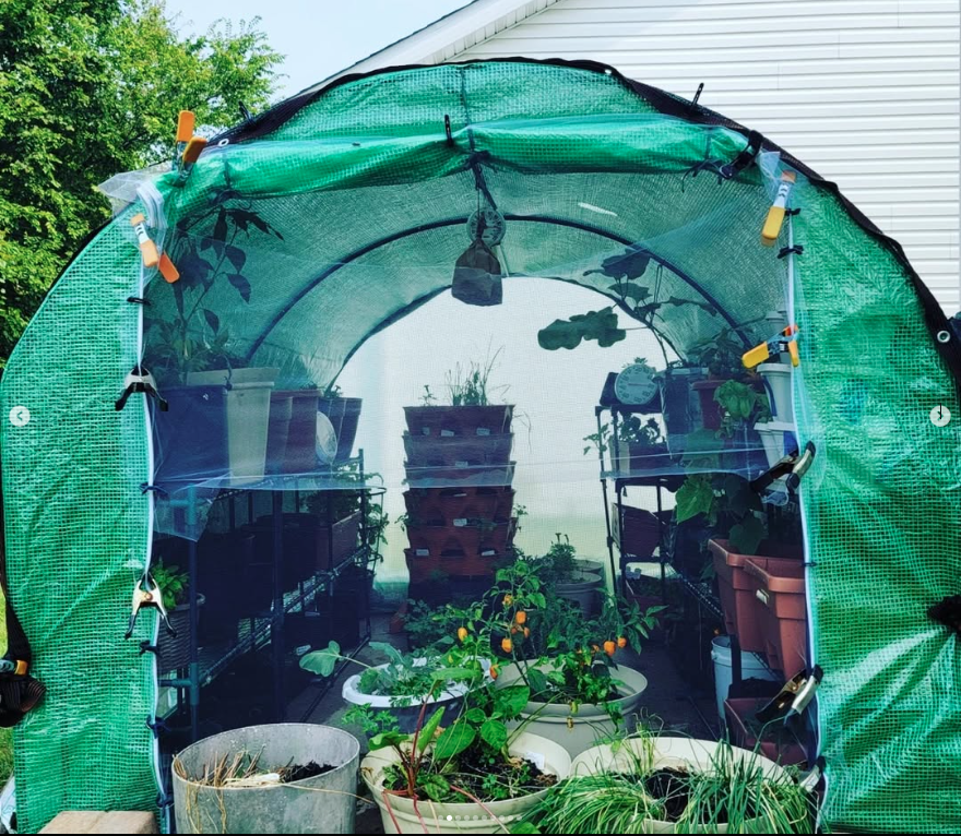 Open entrance of walk-in greenhouse filled with container plants