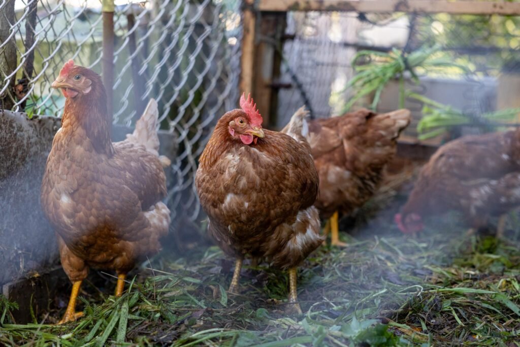 🐔 10 Beginner Tips for Raising Backyard ChickensBeginner's Guide to Raising Backyard Chickens 8t1qe4 obclqwu5ng8r1b5xf5ct3pm4fzhujdt7 y13kuvks7n4zlngw4fonr2ei0bxsfwulqhlog30d8h9rcnv wh3yswsssifkjvidaks