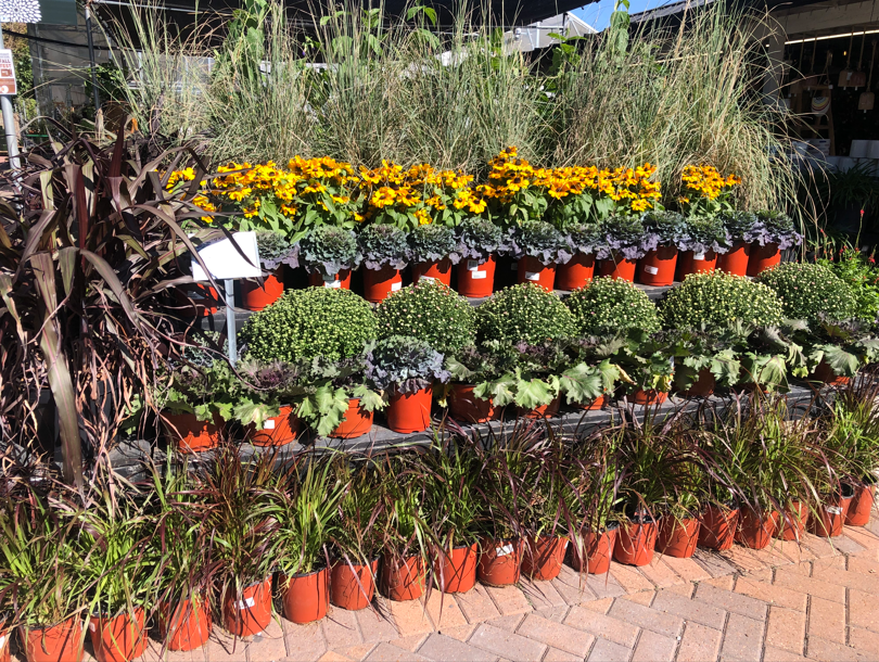 🌱 Where to Buy Seeds vs Plant Starts (And Which Is Better for Your Garden?) image