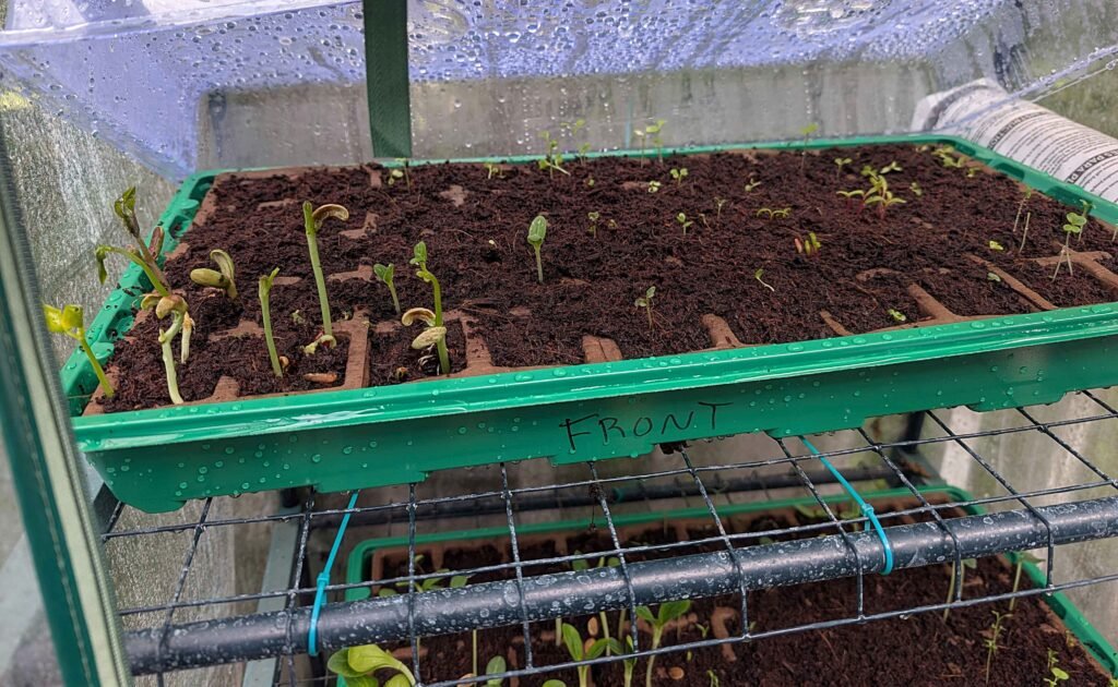 Vegetable Starts