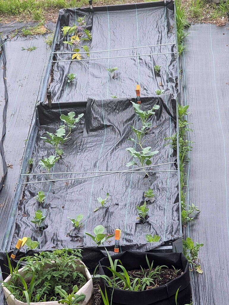 My Garden So Far: Building a Garden While Raising a Baby pxl 20260606 155847195