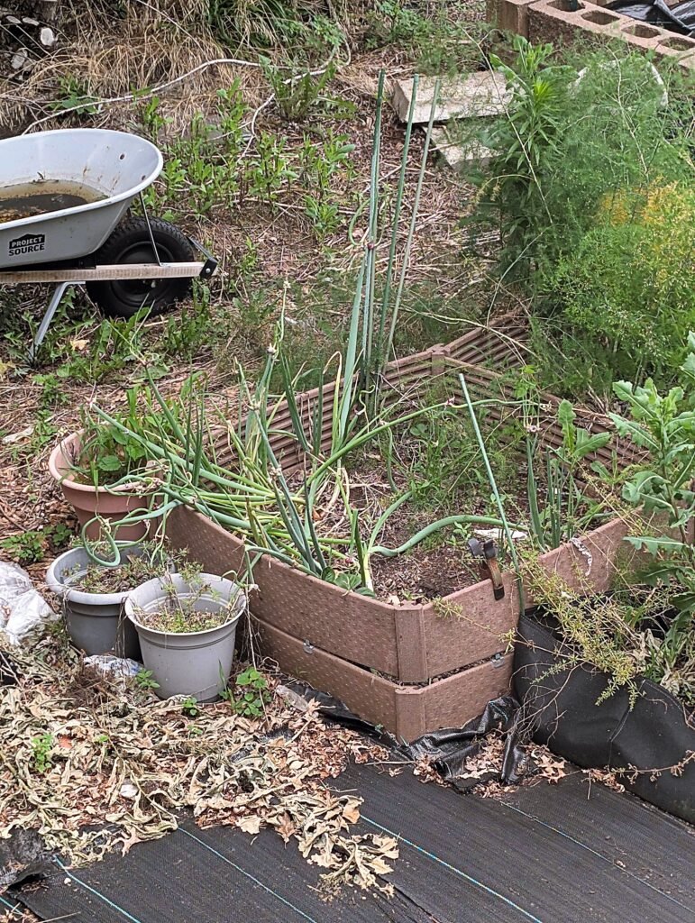 My Garden So Far: Building a Garden While Raising a Baby pxl 20260606 155908356