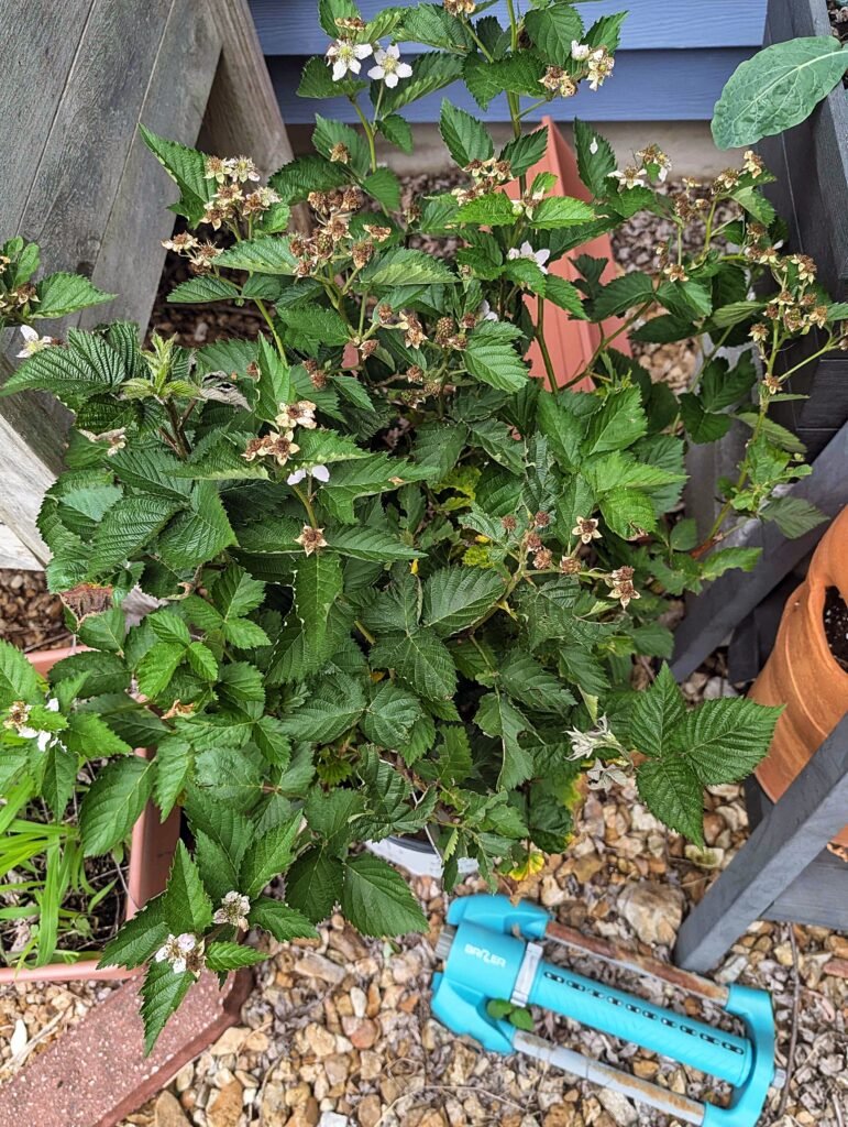My Garden So Far: Building a Garden While Raising a Baby pxl 20260606 160058418