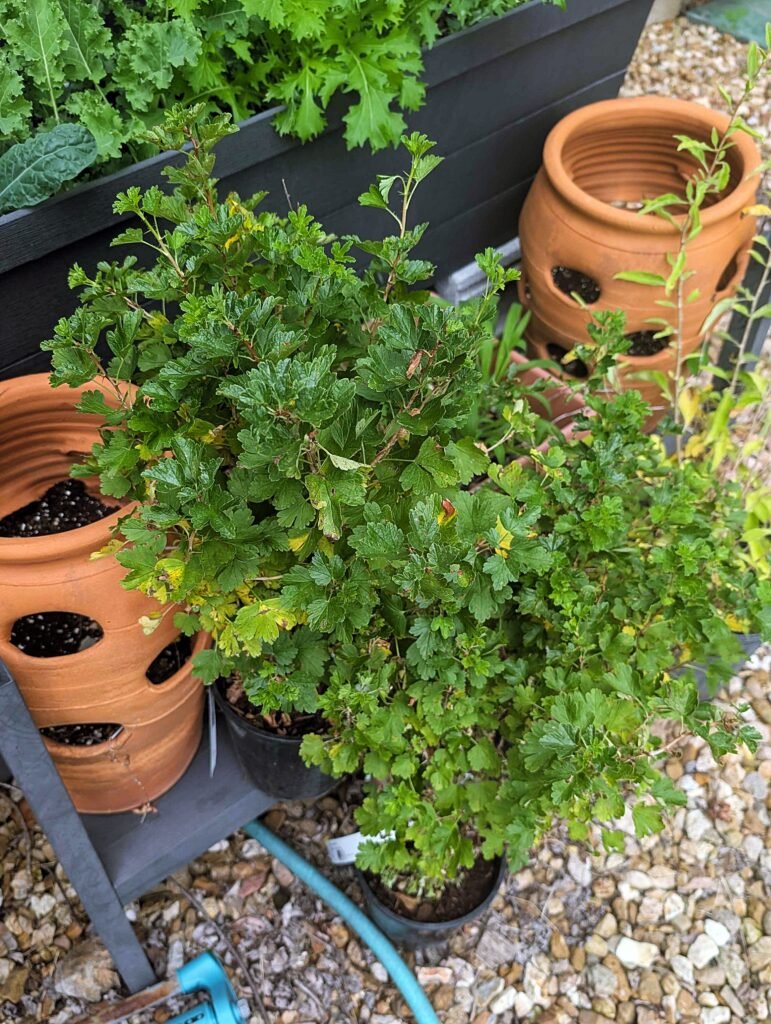 My Garden So Far: Building a Garden While Raising a Baby pxl 20260606 160102262
