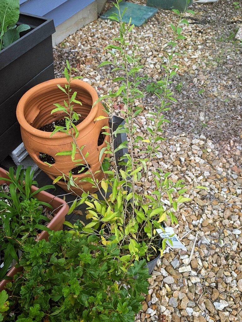 My Garden So Far: Building a Garden While Raising a Baby pxl 20260606 160106536