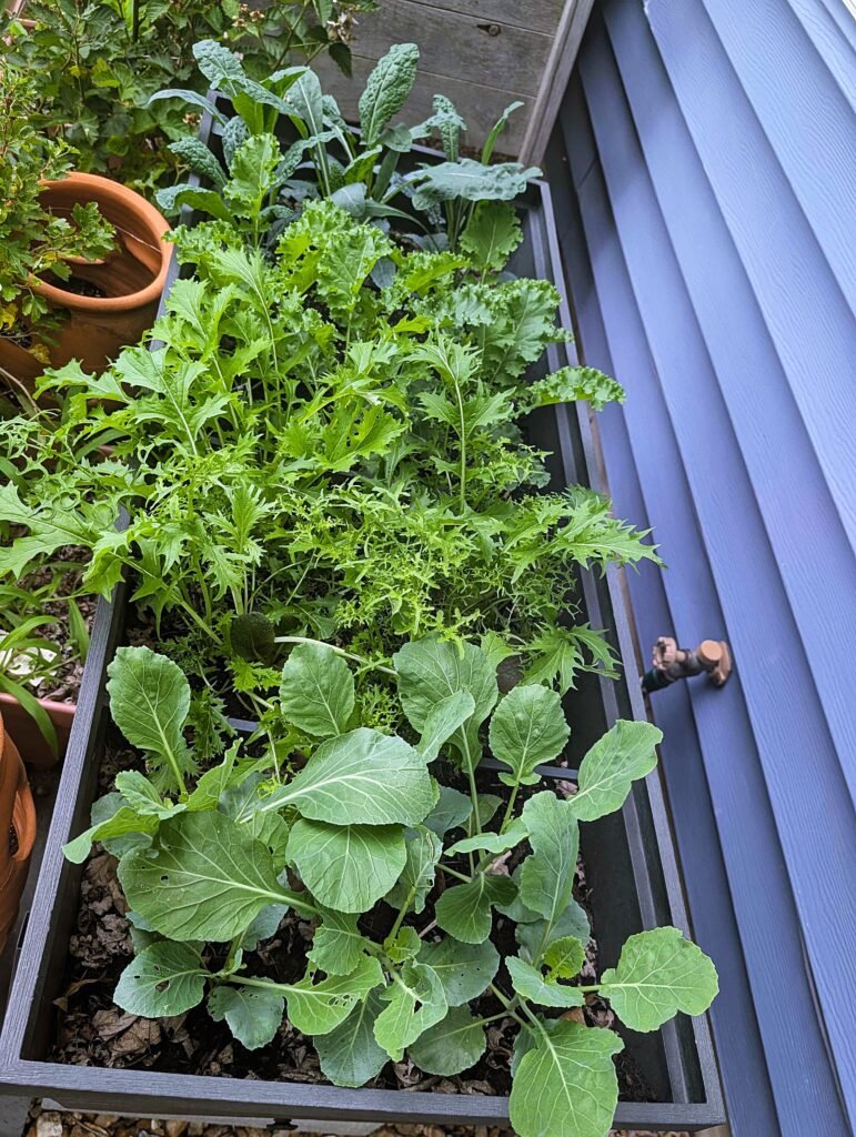 My Garden So Far: Building a Garden While Raising a Baby pxl 20260606 160112791