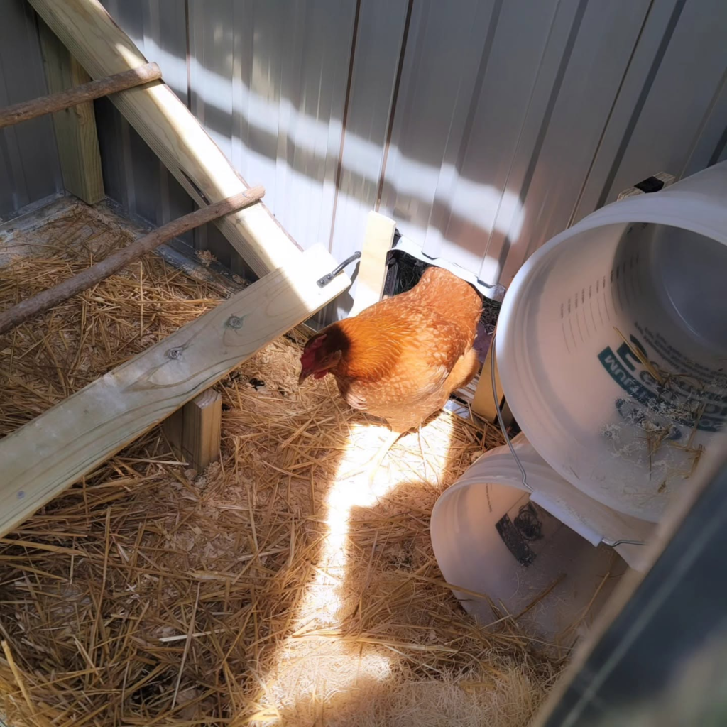Metal Shed Chicken Coop: DIY Conversion shed build 9