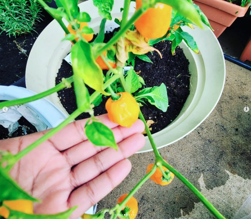 My Walk-In Tunnel Greenhouse: What Actually Worked tunnel greenhouse 4